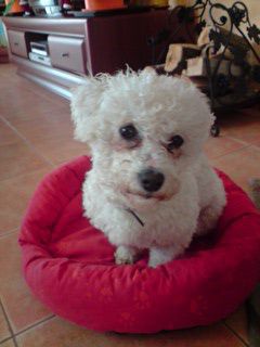 Bichon Ovčiarsko - už je doma :-))