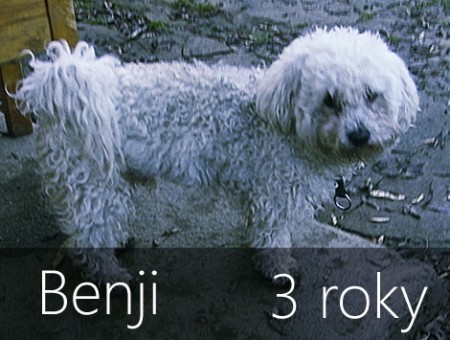 Bichon ČR