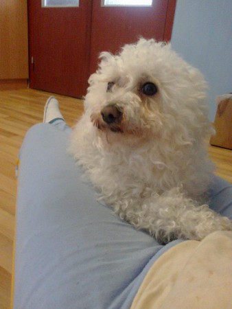 Bichon v KS Liptovský Mikuláš - ADOPTOVANÝ