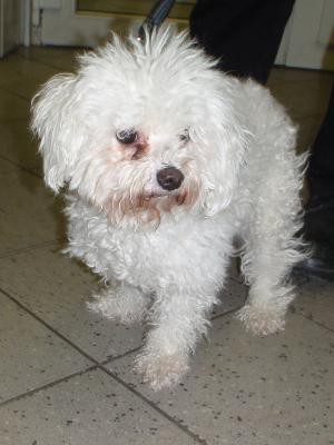 Coton de tulear ČR - v ponuke útulku sa už nenachádza