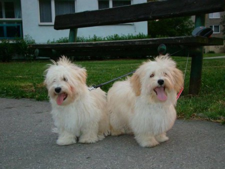 Bichon Havanais ČR