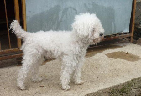 Bichon/Pudel ČR