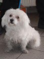 Bichon Bolognese ČR - v ponuke útulku sa nenachádza