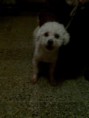 Bichon Trebišov - psík je už doma :-)