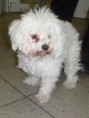 Coton de tulear ČR - v ponuke útulku sa už nenachádza