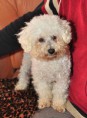 Bichon Trnava - REZERVOVANÁ, v ponuke útulku sa už nenachádza