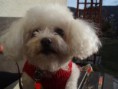 Bichon Bolognese ČR - ADOPTOVANÁ